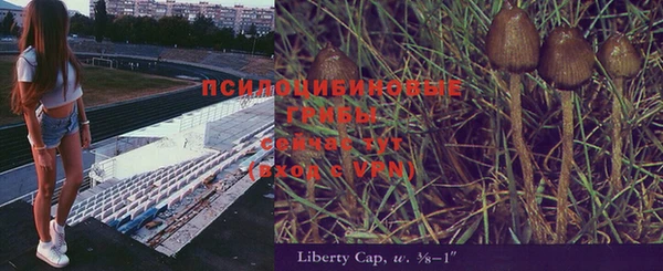 шишки Беломорск